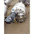 125 Gal Feldmeier Stainless Steel Reactor