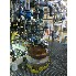 50 Gal Pfaudler Glass Lined Reactor